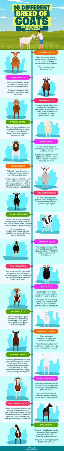 16 Different Breed of Goats and Everything You Need to Know - The Happy ...