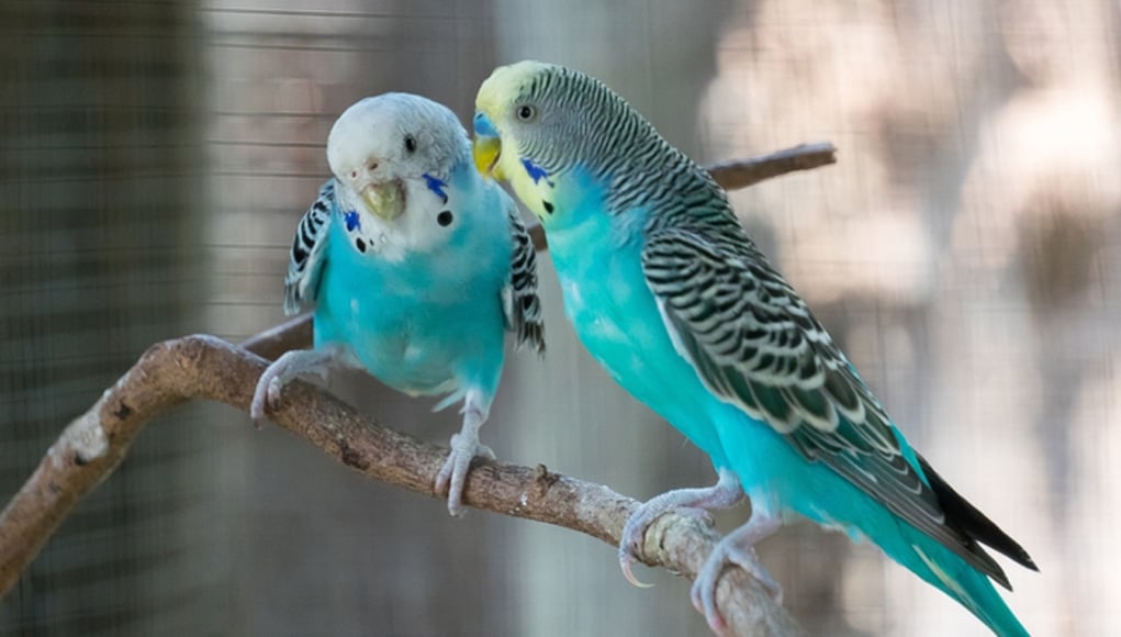 How To Foster Parrotlets To Mate & Breed  