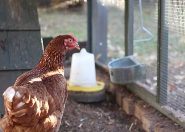 15 Red Chicken Breeds You Should Know About