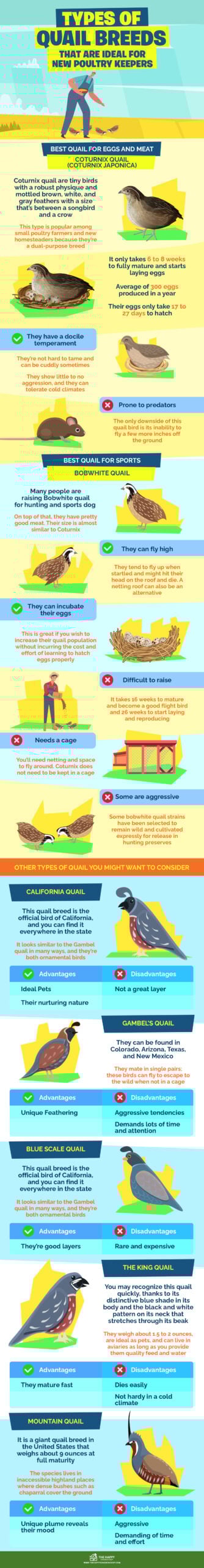 Types of Quail Breeds for New Poultry Keepers infographics
