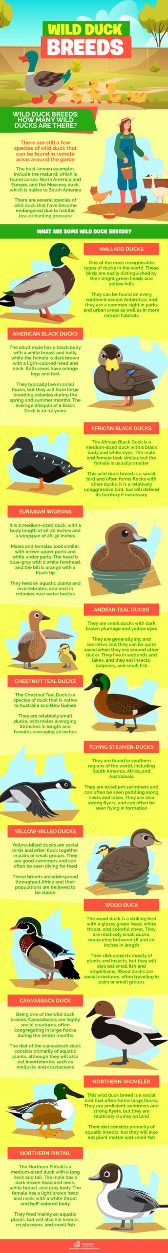 Wild Duck Breeds infographics