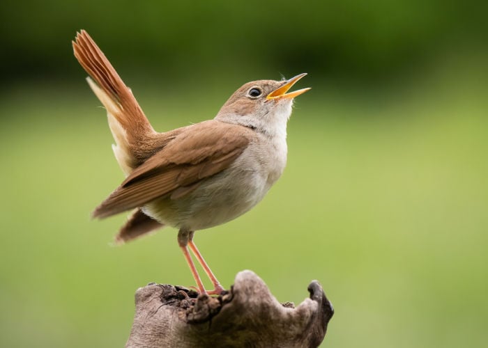 bird body languages tail shaking