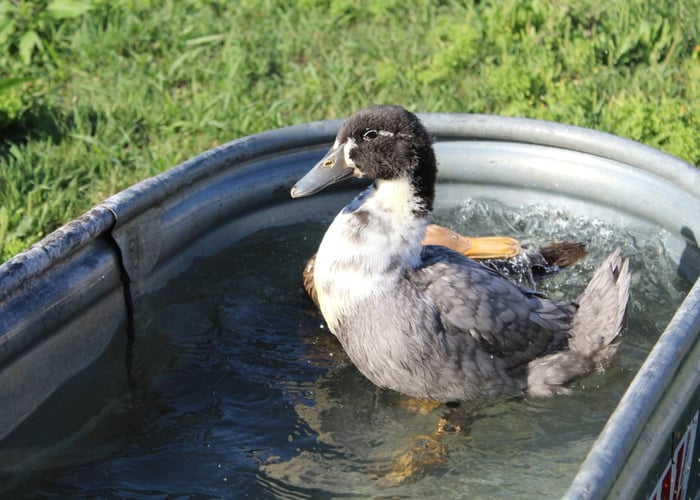 blue swedish duck on a pool