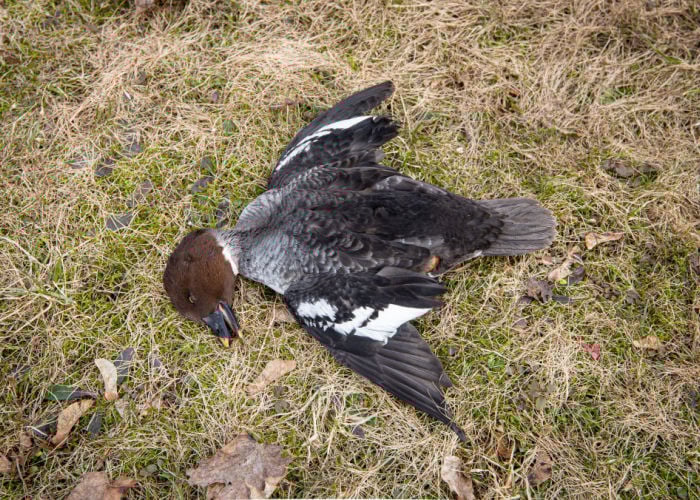 duck disease fatal