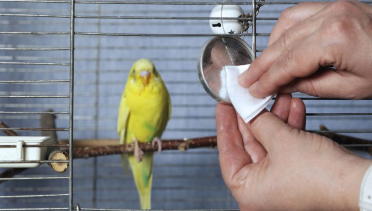 Beautiful view of Bird Cage Step Up Attachment