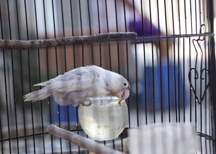 setting up your bird cage and mistakes