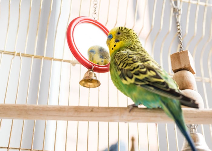 setting up your bird cage fun features