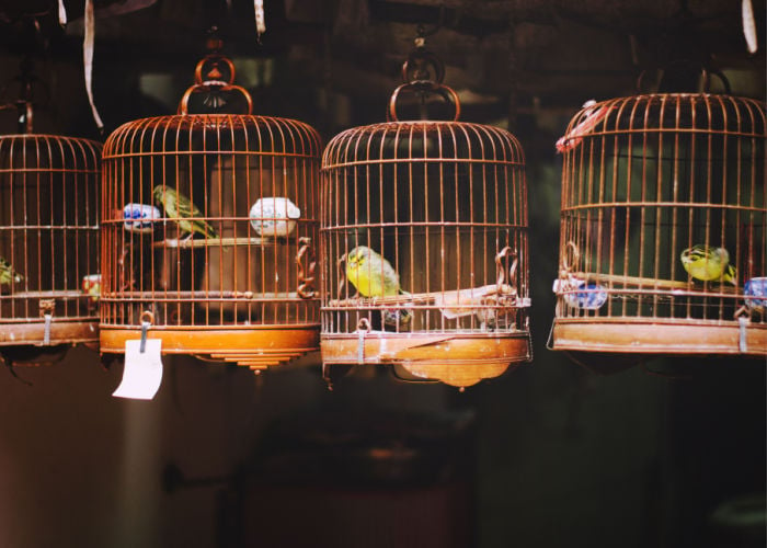 setting up your bird cage location