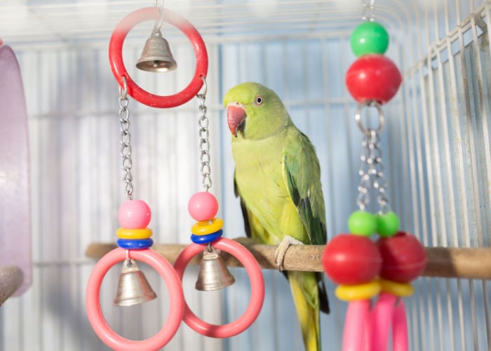 setting up your bird cage toys