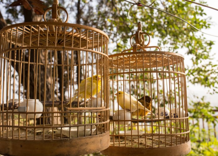 types of bird cages for pet birds