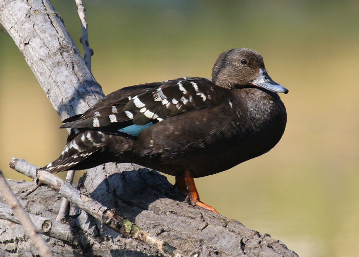 Wild Duck Breeds - The Happy Chicken Coop