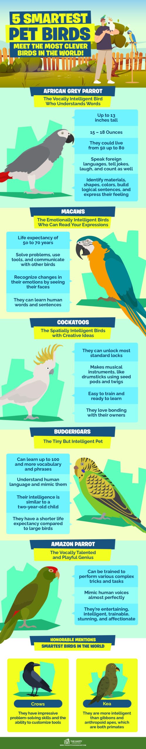 Smartest Pet Birds infographics