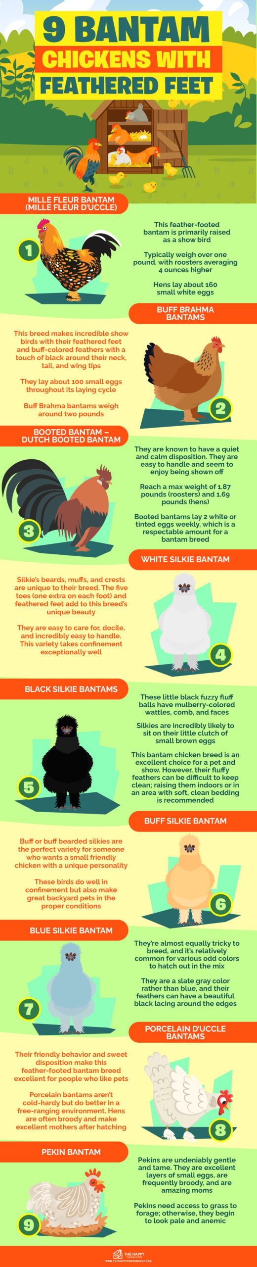 9 Bantam Chickens With Feathered Feet infographics