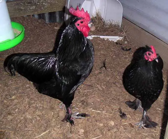Australian Langshan Pair