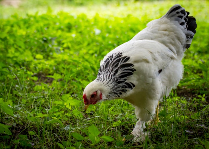 Best chickens for children- Brahma