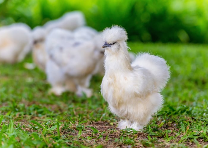 Best chickens for gardens - Silkie Bantam