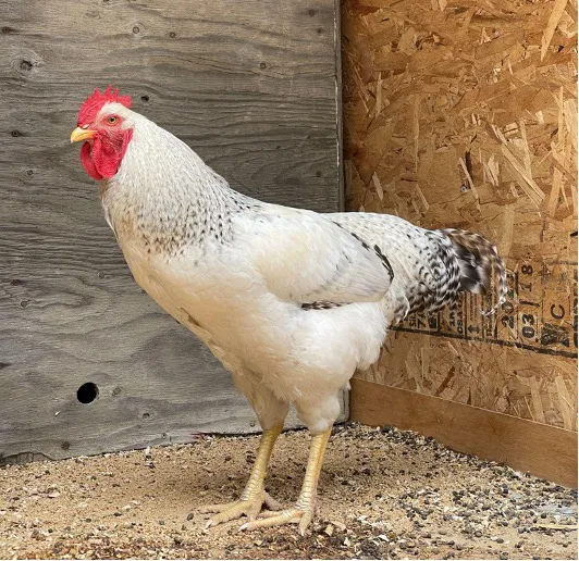 Chicken With Large Single Comb