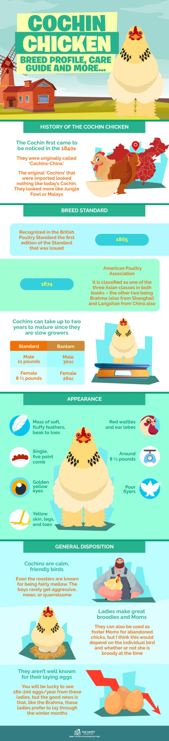 Cochin Chicken infographics