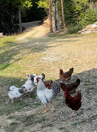 How Do Chickens Stay Cool chickens in shade