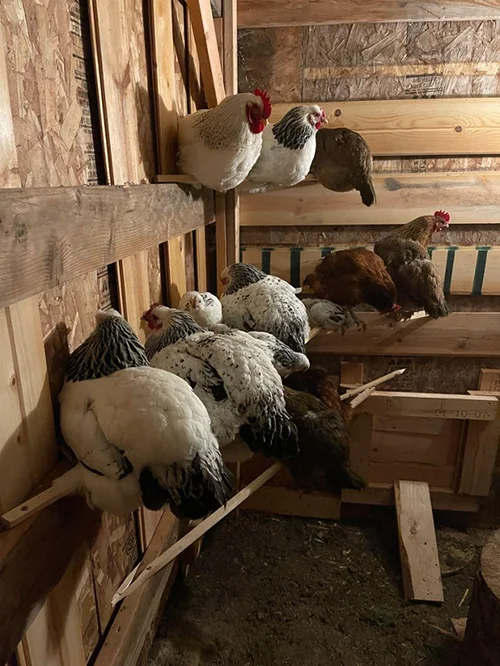 Inside the Chicken Coop