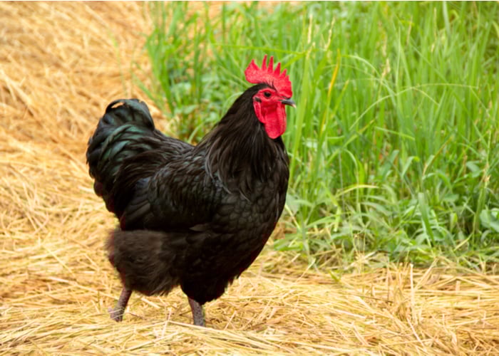 Kid friendly chicken- Australorp