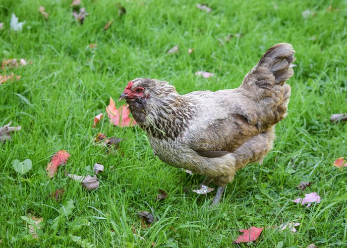Kid-friendly chicken - Easter Egger