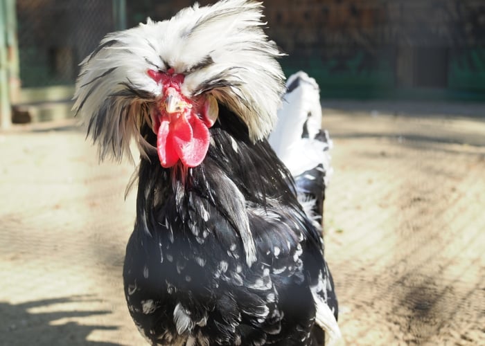 Kid friendly chicken- Polish Chicken