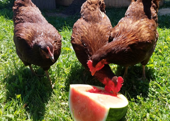 Other Treats Your Chicken Will Love