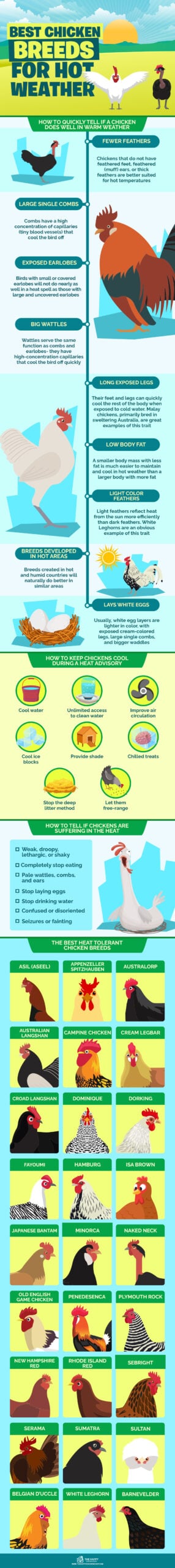 The Best Chicken Breeds for Hot Weather infographics