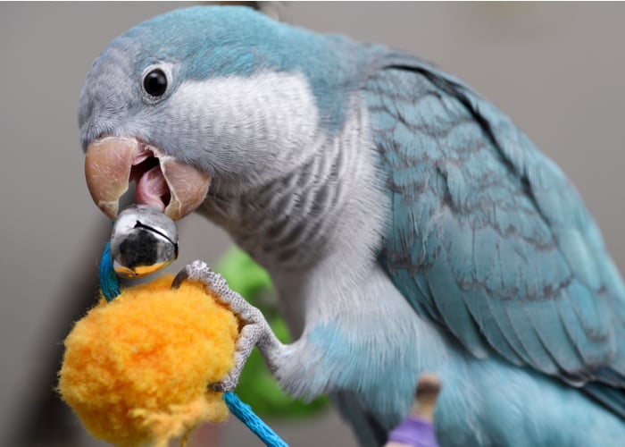 Types of toys for a pet bird