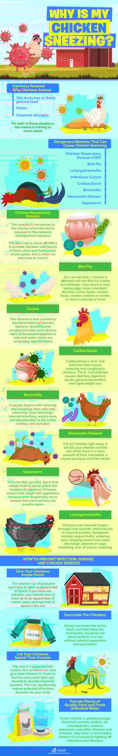 Why Is My Chicken Sneezing infographics
