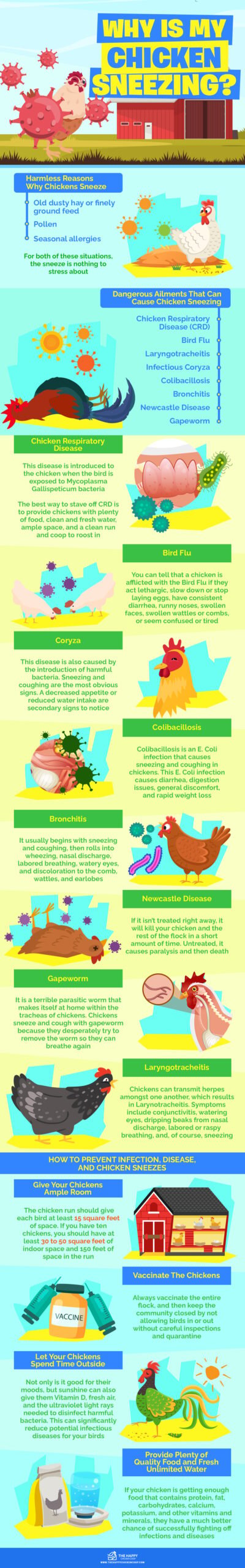 Why Is My Chicken Sneezing infographics