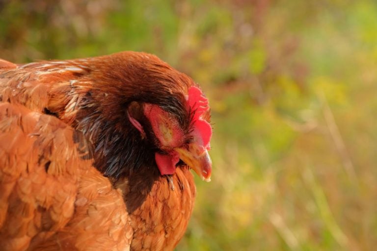 Why Is My Chicken Sneezing?