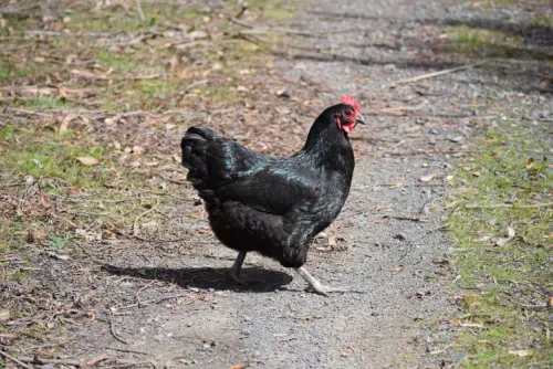 australorp chicken heat tolerant chicken breeds