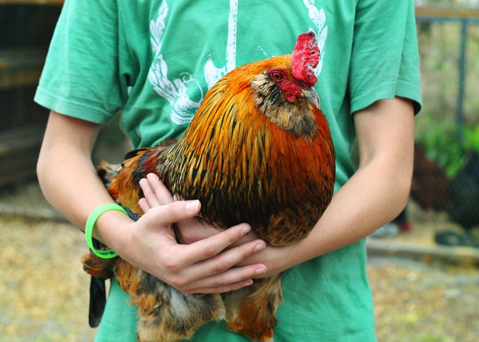best chickens for kids