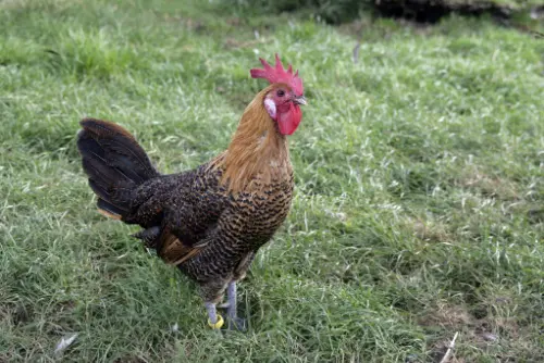 campine chicken breed