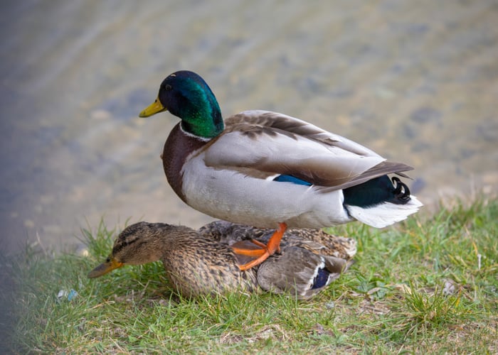 Do Ducks Need A Mate Everything You Need To Know do-ducks-need-a-mate-everything-you-need-to-know