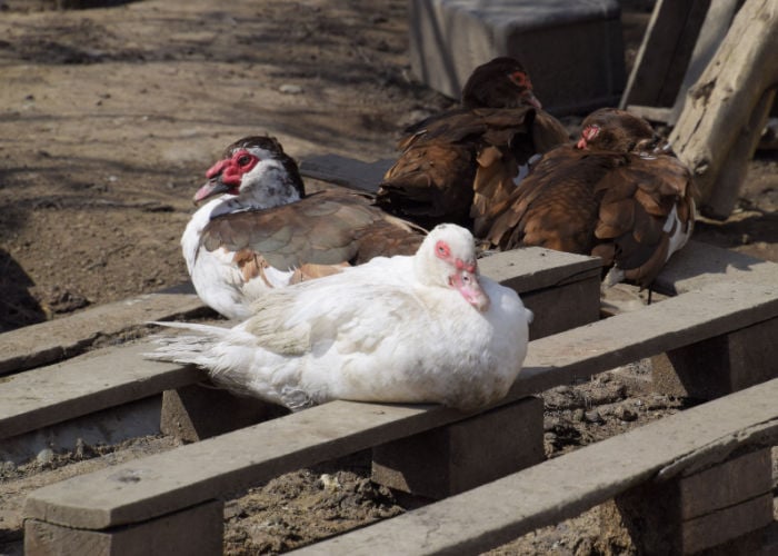 disease you can get from sick duck respiratory infection