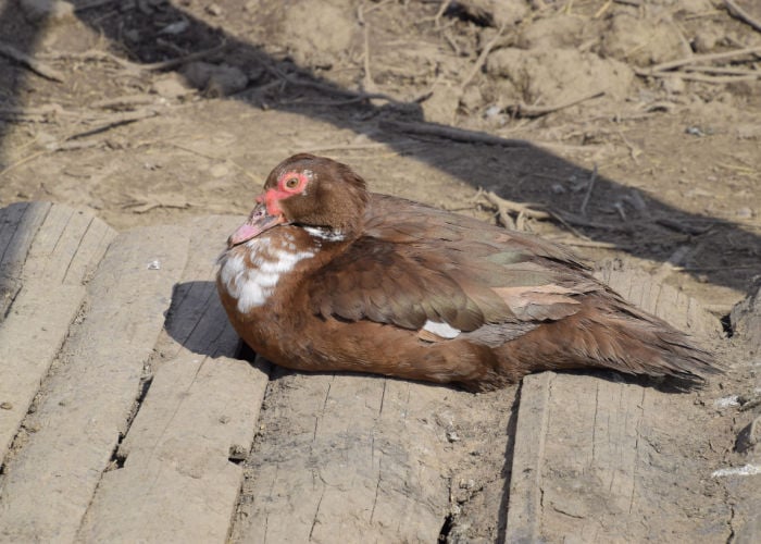 how to take care of a sick duck