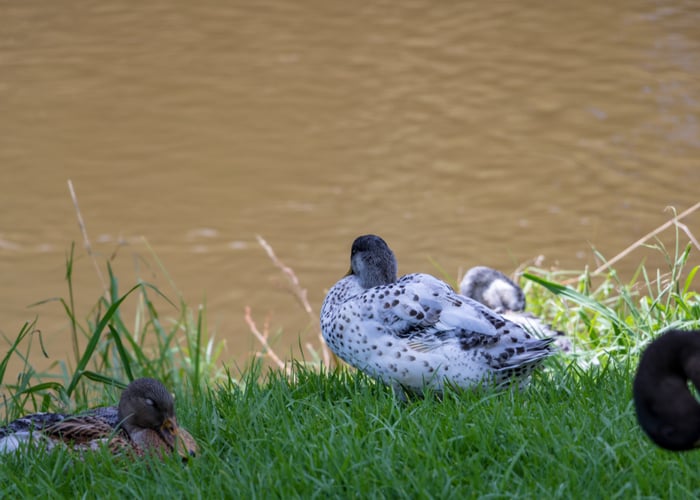 miniature silver appleyard ducks