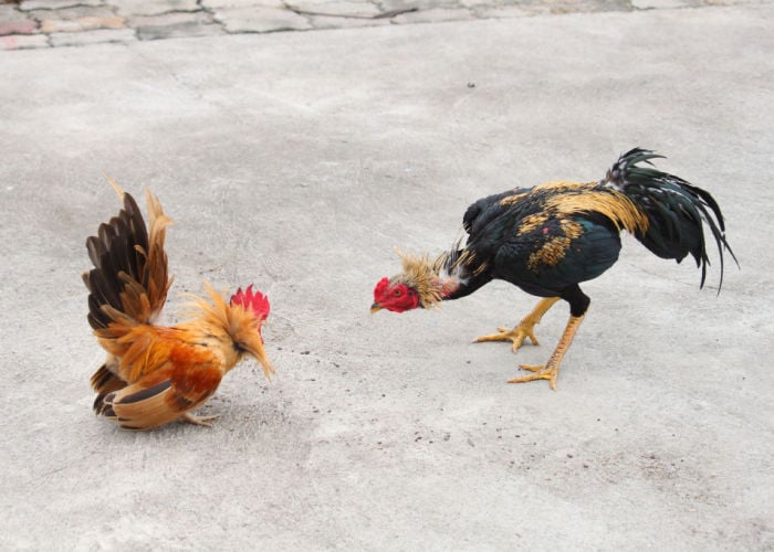 most aggressive and dangerous chicken breeds