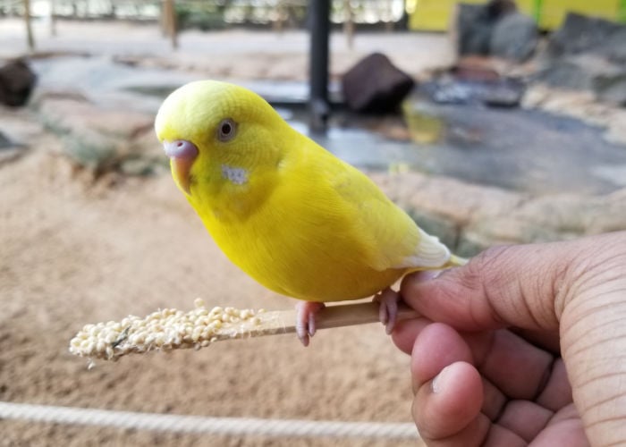 potty training a bird with a stick