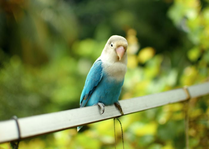 potty training birds with stick