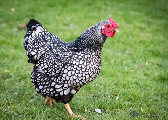 Backyard chicken breeds-Wyandotte