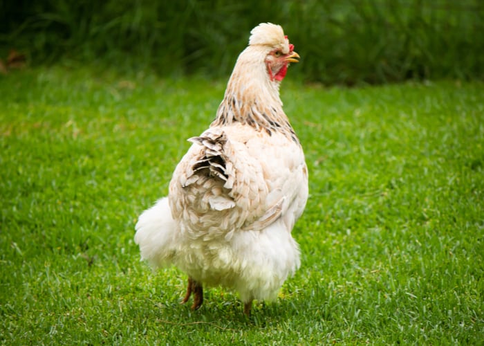 Best backyard chickens- Ameraucana
