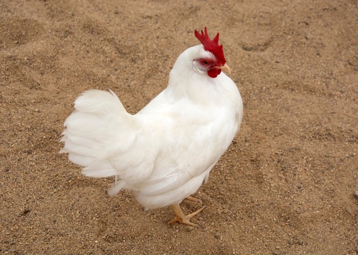 Best chicken breeds for city- Bantam leghorn