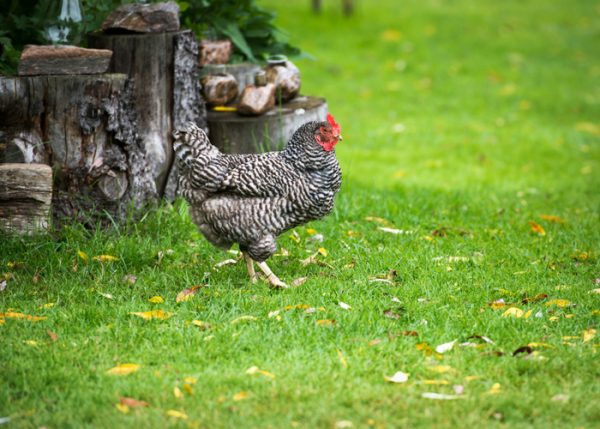 12 Best Chicken Breeds for Insect Control