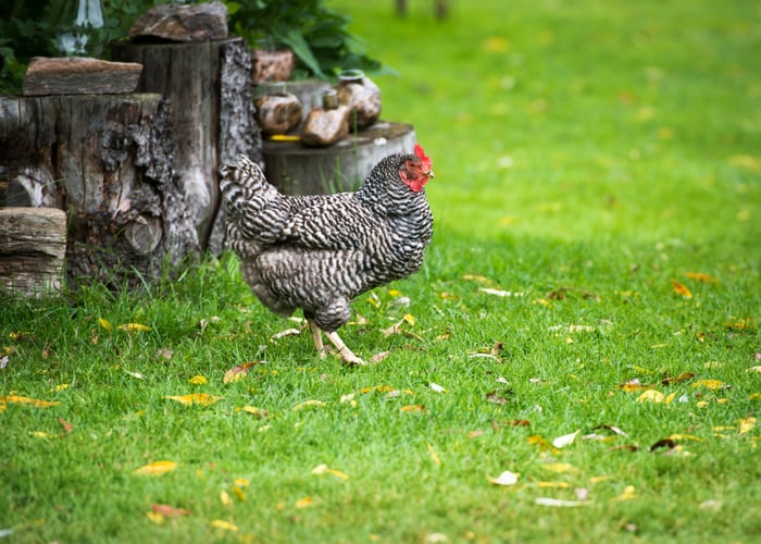 Best chicken breeds for gardens - Dominique chicken