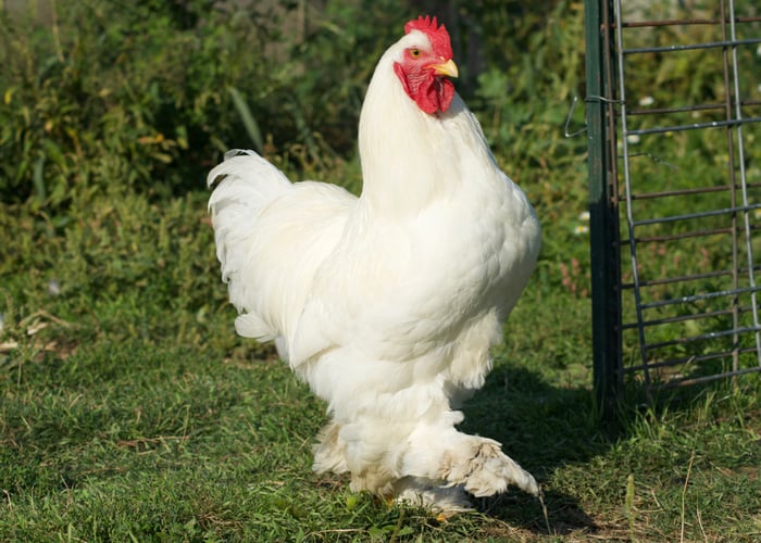 Best chicken breeds for confinement- Cochin