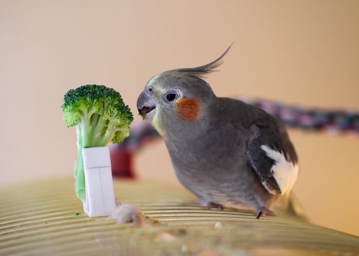 Best vegetables for birds